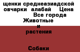 щенки среднеазиадской овчарки (алабай) › Цена ­ 15 000 - Все города Животные и растения » Собаки   . Ростовская обл.,Каменск-Шахтинский г.